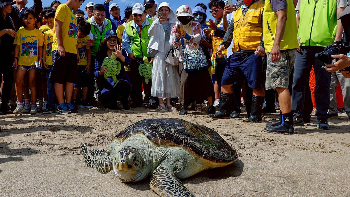 世界海龜日澎湖辦野放活動 10隻康復海龜重返大海 展現中央地方保育成果 世界海龜日澎湖辦野放活動 10隻康復海龜重返大海 展現中央地方保育成果