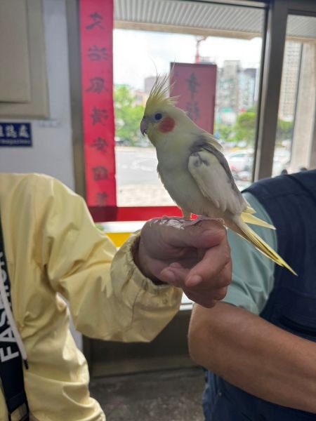 善心市民助力重聚 竹市走失鸚鵡經警方協助順利返家 善心市民助力重聚 竹市走失鸚鵡經警方協助順利返家