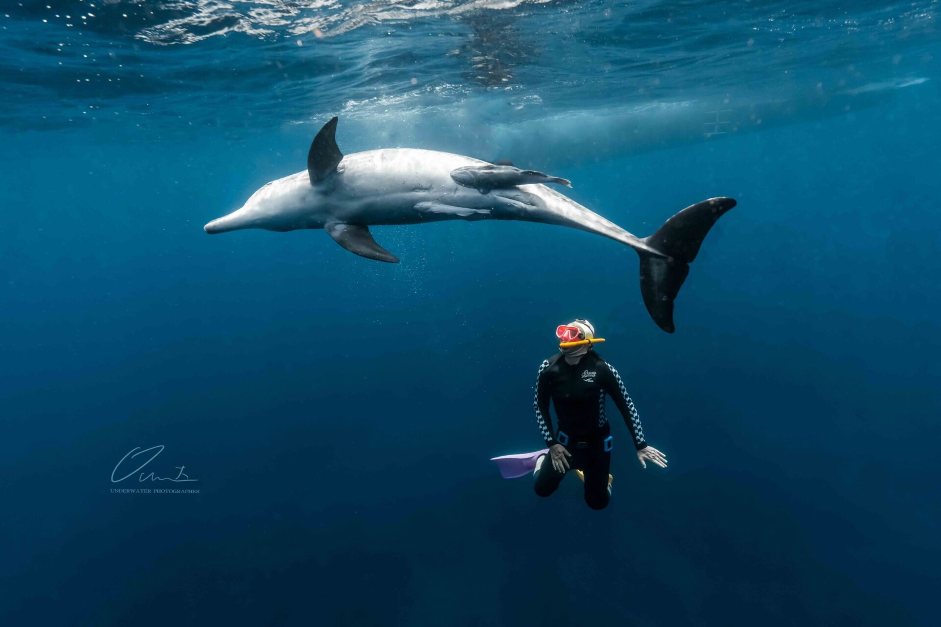 彈頭潛入日本御藏島追鯨　目睹海洋保育永續之美