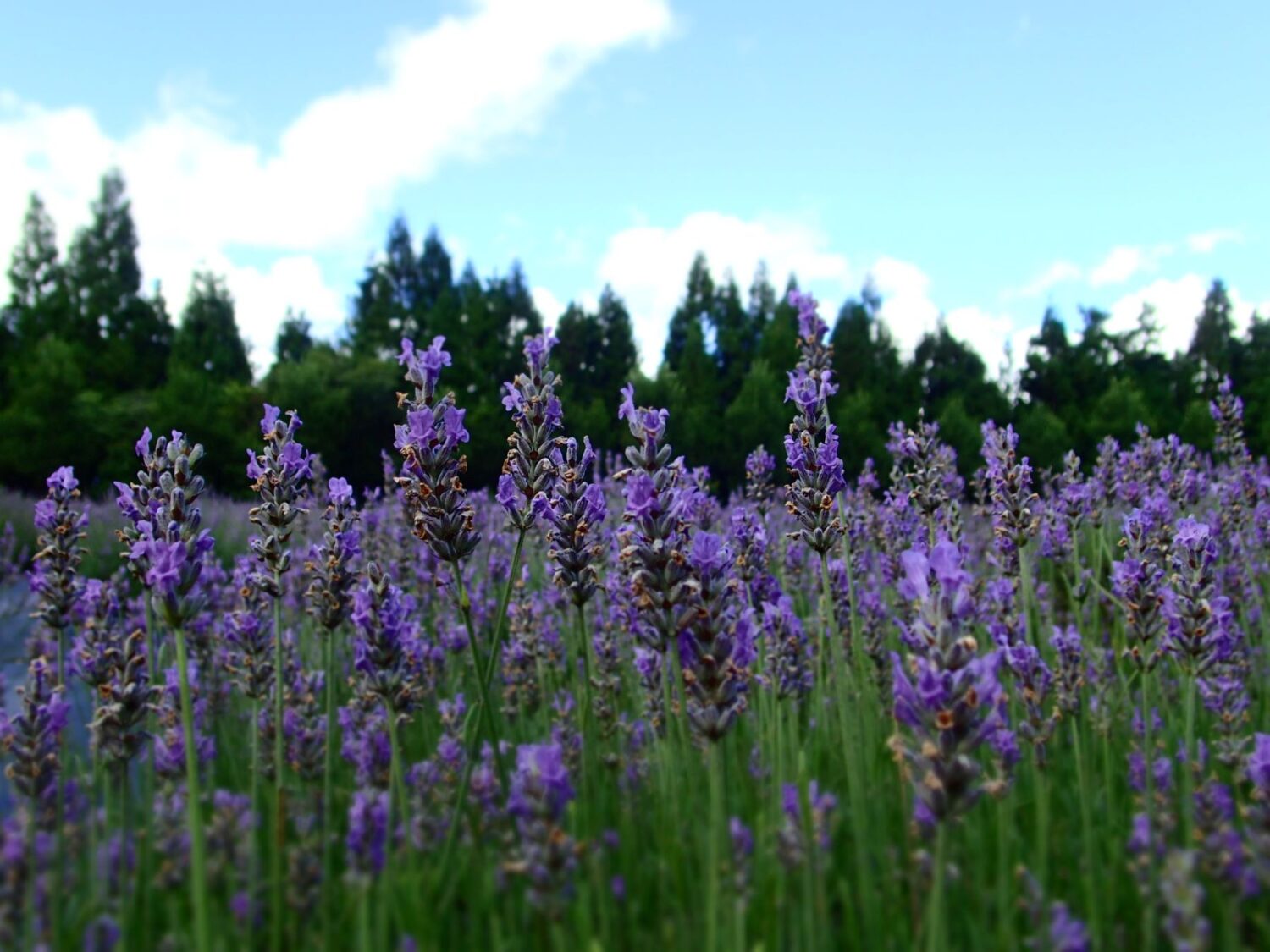 吃在地吃當季 梅峰田園夏宴水蜜桃採果體驗 吃在地吃當季 梅峰田園夏宴水蜜桃採果體驗
