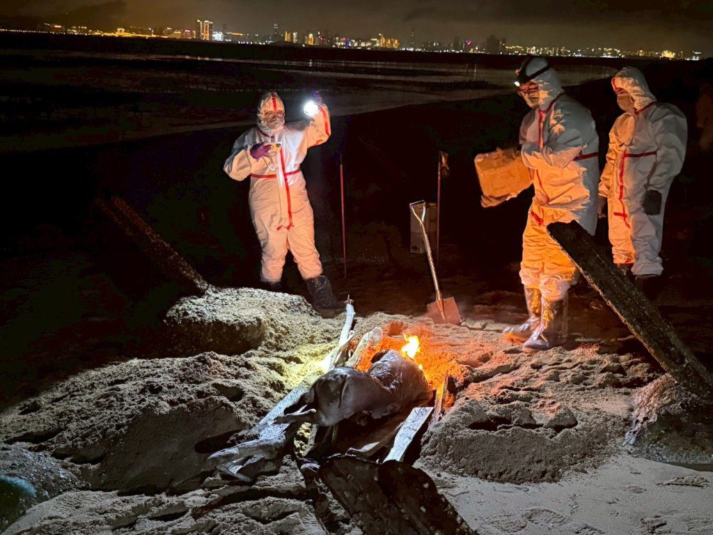 影/金門海漂豬驗出非洲豬瘟 即日起豬隻產品禁銷售、輸出台灣 影/金門海漂豬驗出非洲豬瘟 即日起豬隻產品禁銷售、輸出台灣