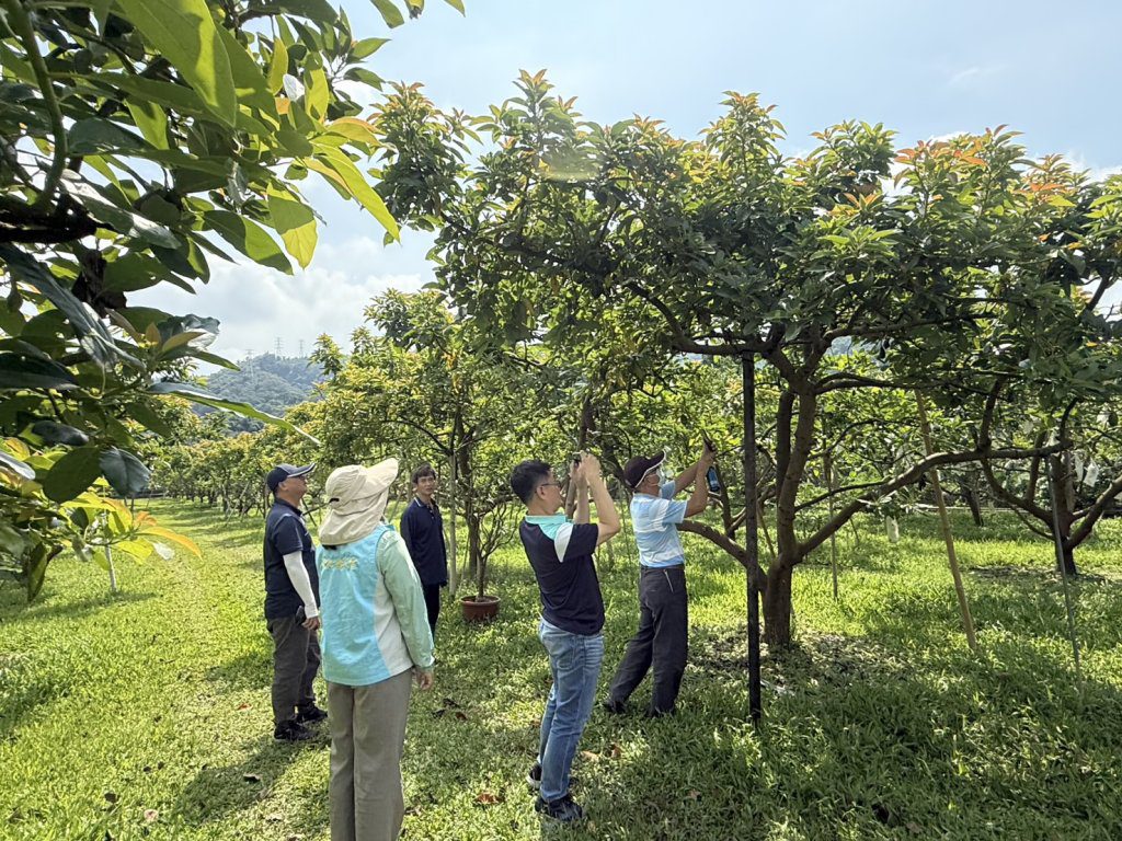 彰縣公告酪梨114年3月中旬低溫農業天然災害現金救助及低利貸款辦法 彰縣公告酪梨114年3月中旬低溫農業天然災害現金救助及低利貸款辦法