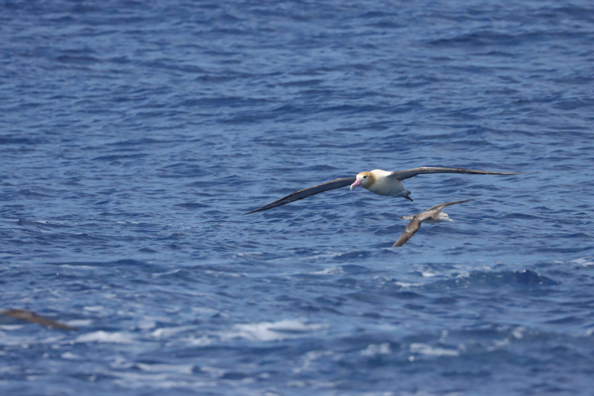 6/19世界信天翁日 海保署為「海上的飛行者」發聲 6/19世界信天翁日 海保署為「海上的飛行者」發聲
