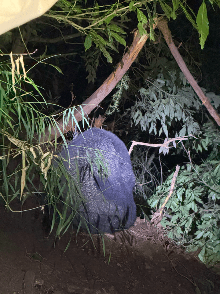 台灣黑熊受困陷阱! 左前掌部分組織壞死局部切除 台灣黑熊受困陷阱! 左前掌部分組織壞死局部切除