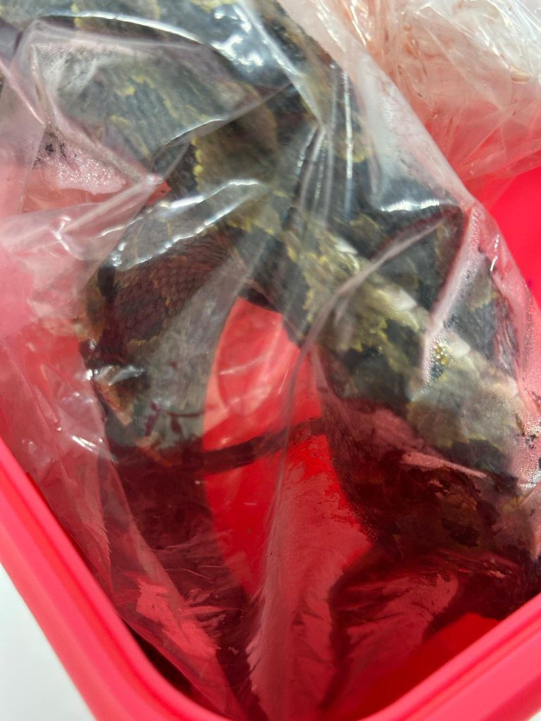 夏季蛇出沒!急診3天2人遭龜殼花咬傷 連血清都用完了 夏季蛇出沒!急診3天2人遭龜殼花咬傷 連血清都用完了