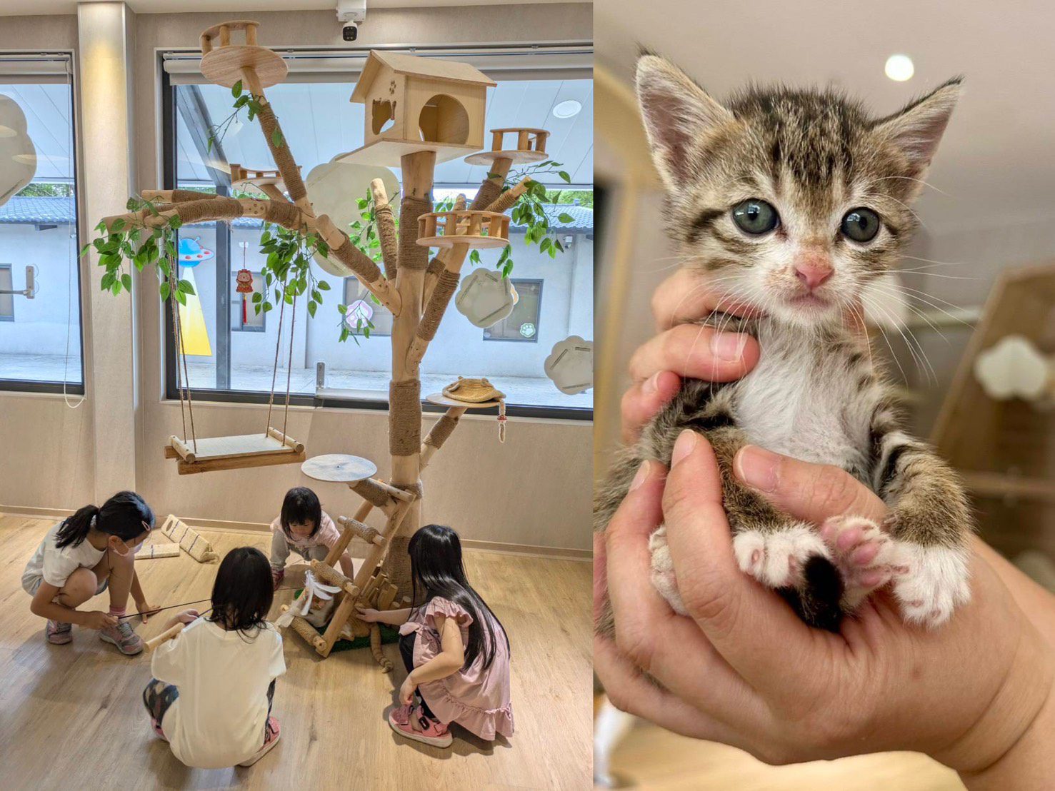 貓前5個關鍵準備！桃園動保處：多互動、快健檢、早接種