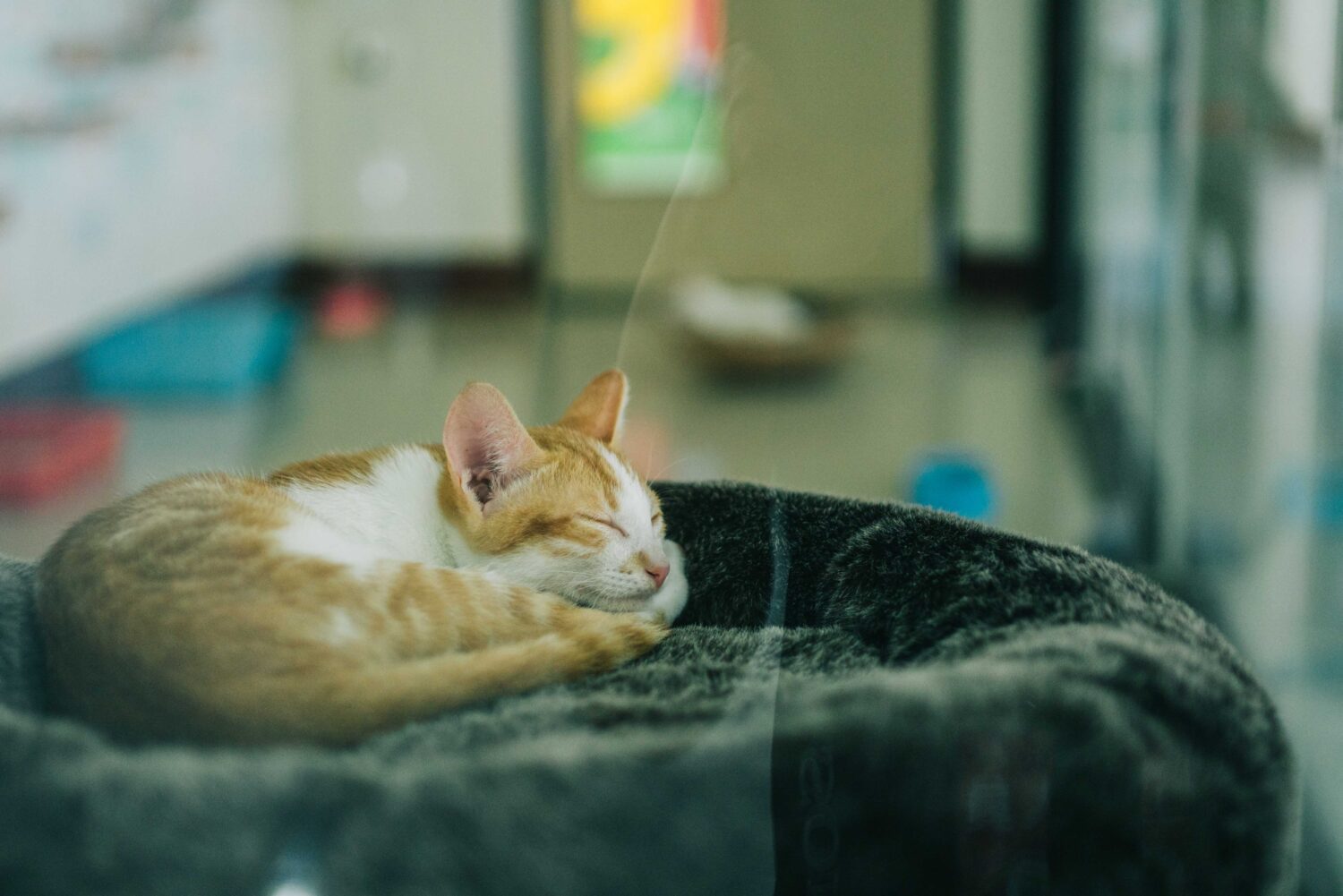 想當「貓奴」緊看過來! 高市動保處首推認養喵星人免費植入「智慧感溫晶片」 想當「貓奴」緊看過來! 高市動保處首推認養喵星人免費植入「智慧感溫晶片」