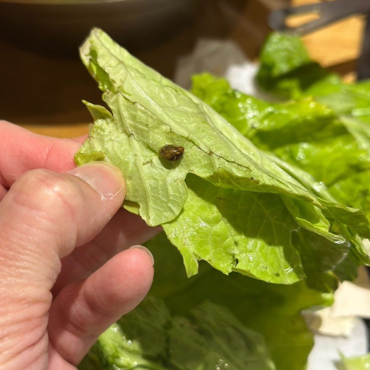 桃園「兩餐」遭爆食材發黑發霉 民眾用餐後嘔吐送醫 桃園「兩餐」遭爆食材發黑發霉 民眾用餐後嘔吐送醫