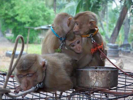 椰奶潑身抗議「猴奴」　PETA籲泰國停止椰子產業奴役猴子