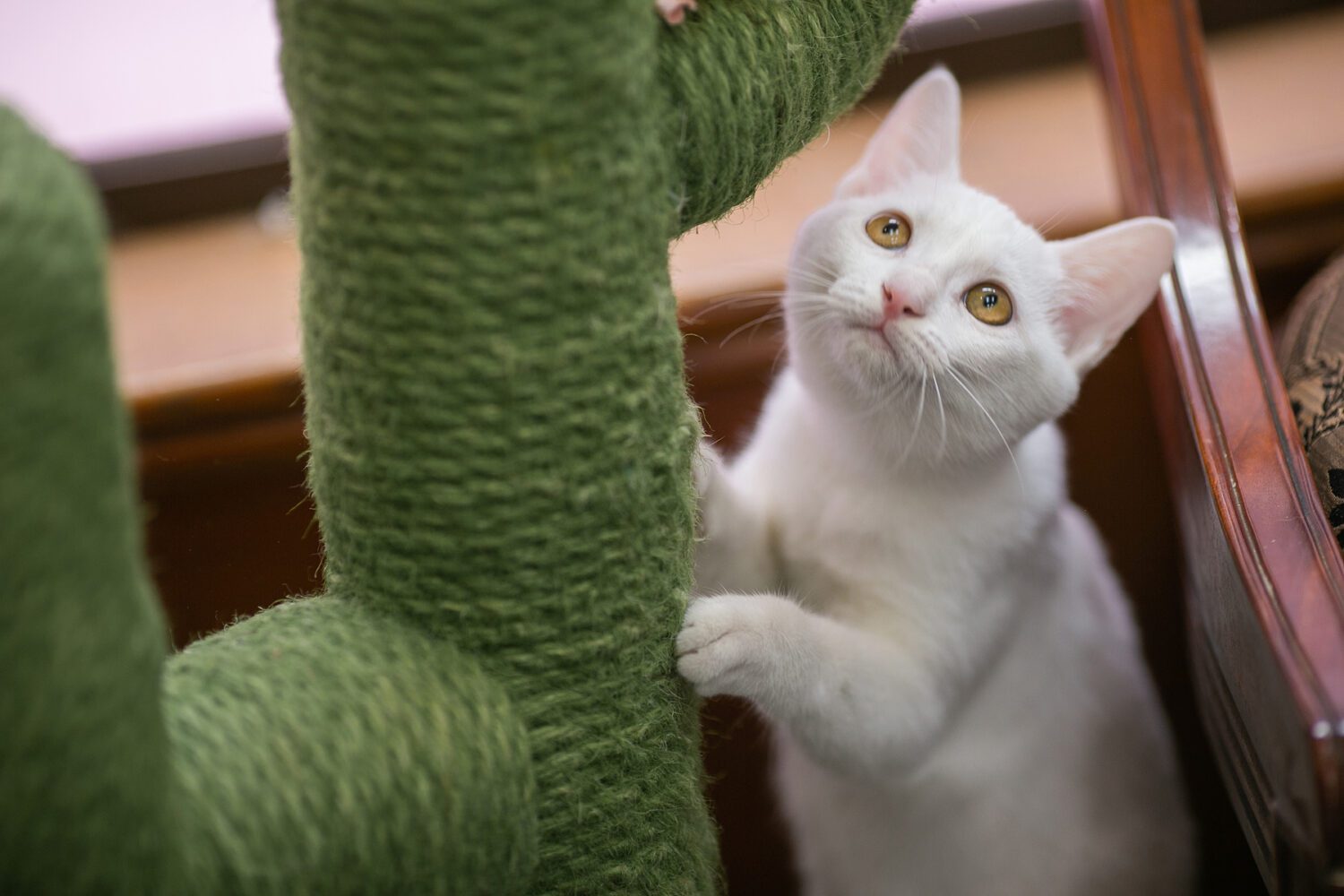 高雄動保處推智慧感溫晶片免費植入！百組限量認養貓咪送疫苗