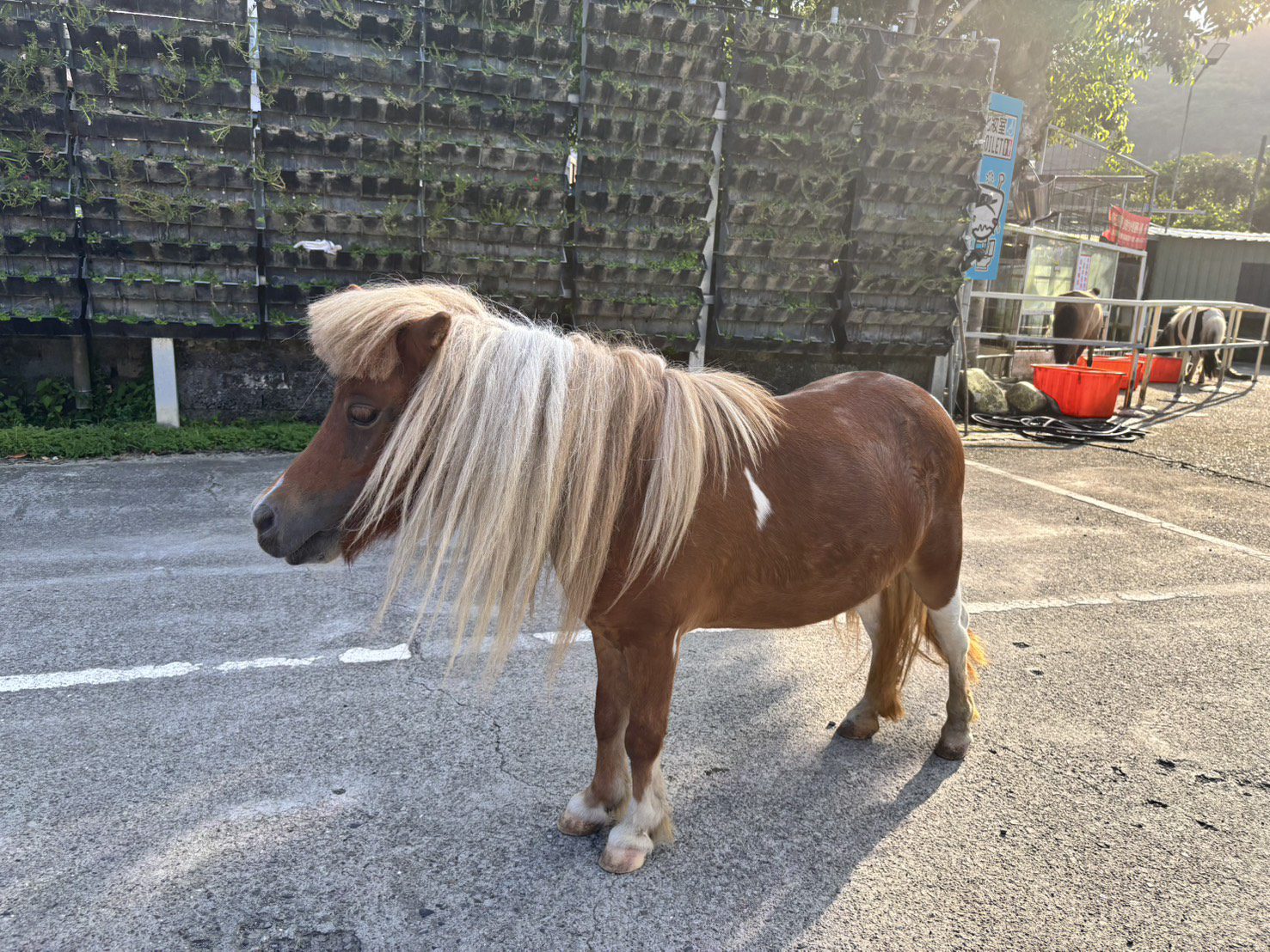 暑假親子出遊熱搜!Google評論2萬則4.9顆星評價 礁溪「皇家花園餐廳」療癒動物陪放電 暑假親子出遊熱搜!Google評論2萬則4.9顆星評價 礁溪「皇家花園餐廳」療癒動物陪放電