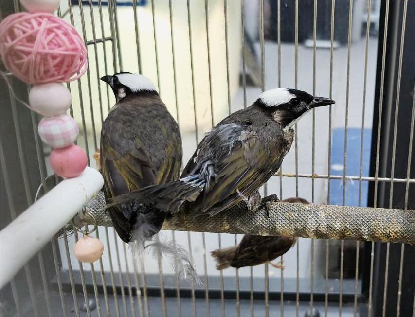 白頭翁築巢育雛 新北動保處解惑 白頭翁有長壽象徵 助人鳥和諧 白頭翁築巢育雛 新北動保處解惑 白頭翁有長壽象徵 助人鳥和諧