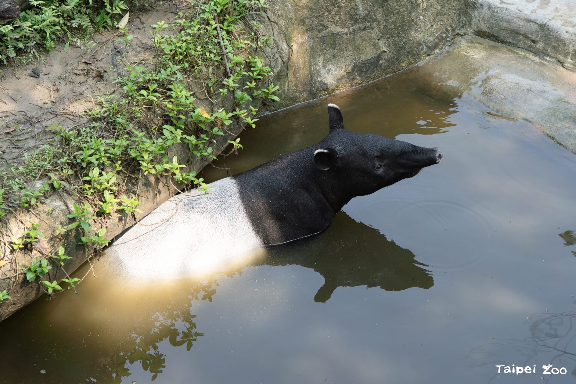 動物園小確幸！休園期間動物戲水泡澡好愜意