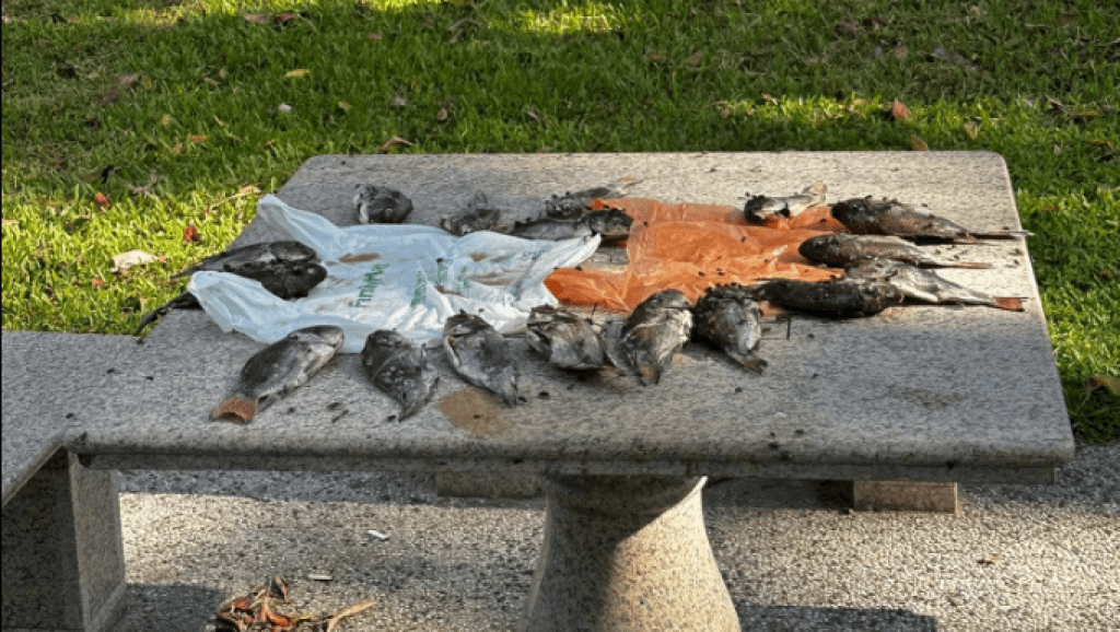 影/台南公園桌上曬魚?迎來蒼蠅大軍狂飛 目擊民眾酸:在地美食鮮魚湯 影/台南公園桌上曬魚?迎來蒼蠅大軍狂飛 目擊民眾酸:在地美食鮮魚湯