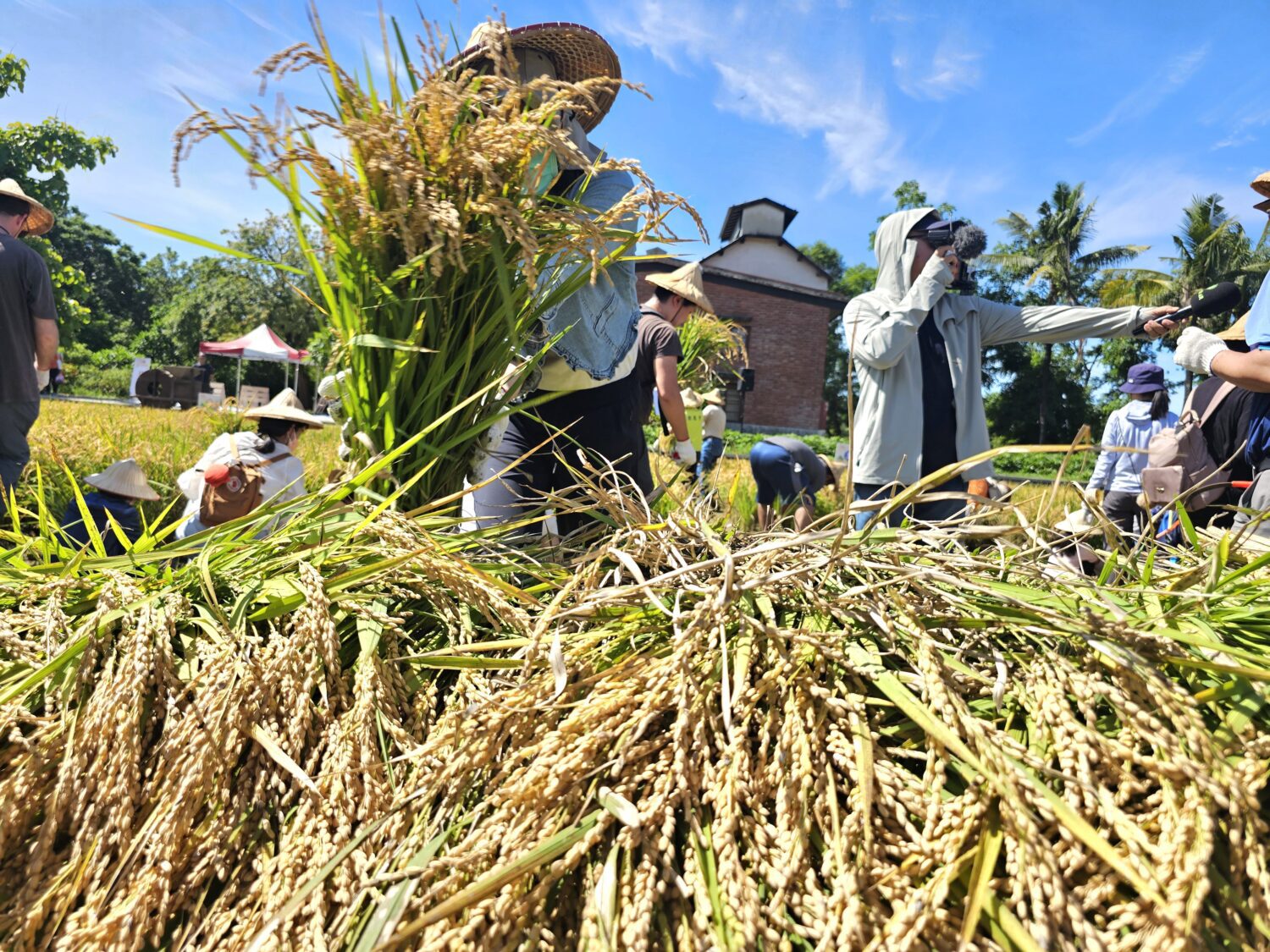 六堆客家文化園區黃金稻穗 糯米大豐收 六堆客家文化園區黃金稻穗 糯米大豐收