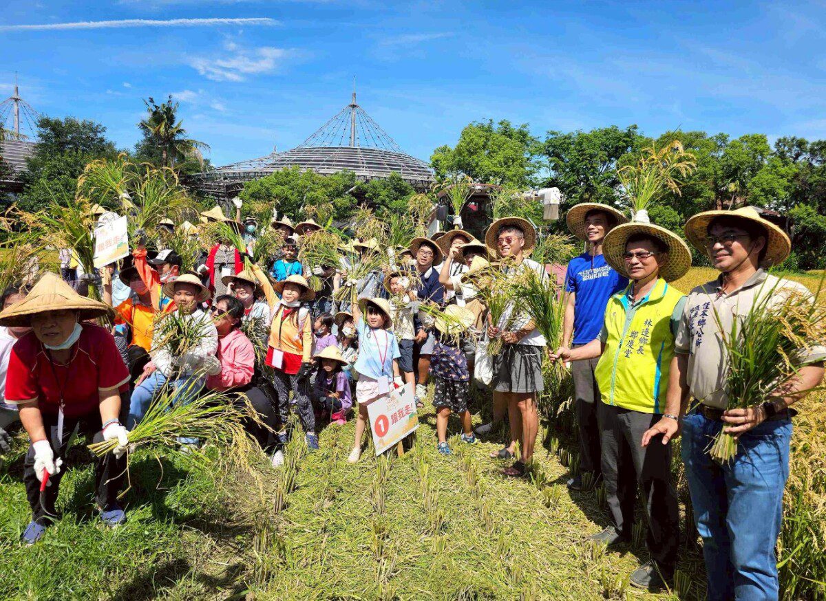 六堆客家文化園區田園地景區金黃稻穗隨風飄逸 六堆客家文化園區田園地景區金黃稻穗隨風飄逸