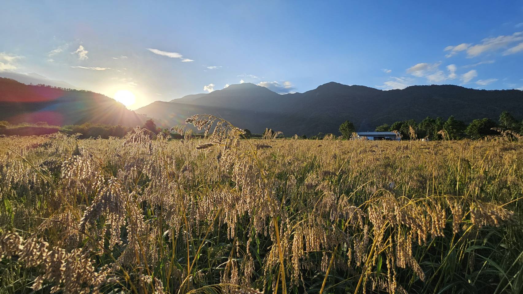 推廣台東油芒異業合作 開啟部落作物新未來 推廣台東油芒異業合作 開啟部落作物新未來
