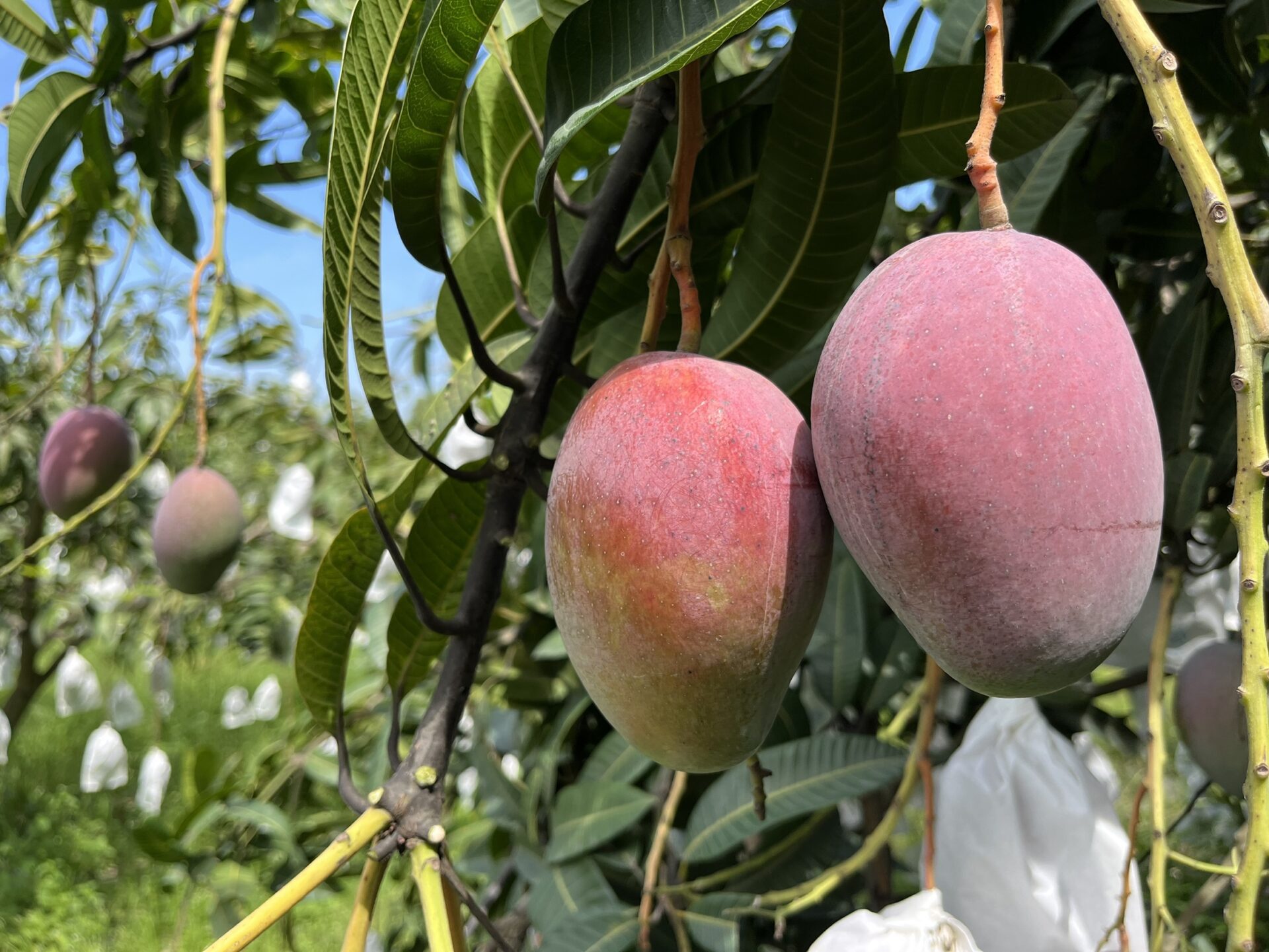 高樹鄉「在欉黃」無毒芒果上市　三品系組合搶鮮預購