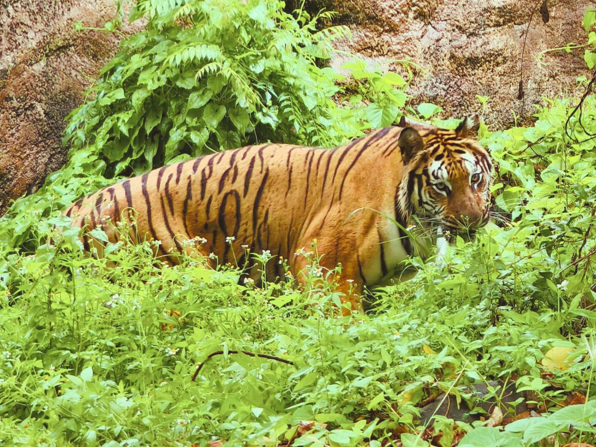 壽山動物園暑期迎新!12歲以下兒童免費入園、延長開放時間至晚間6點半 壽山動物園暑期迎新!12歲以下兒童免費入園、延長開放時間至晚間6點半