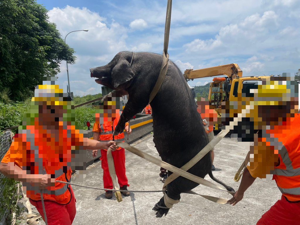 國道1號黑豬掉落路面闖禍！　害兩車相撞毀損