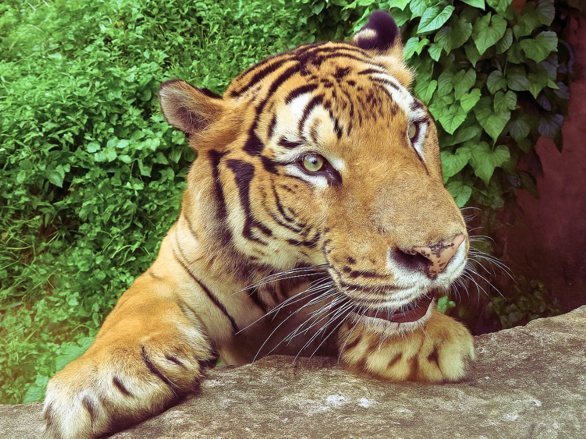 壽山動物園暑假出遊首選!兒童免費入園、延長開放時間,昆蟲特展與動物明星新成員 壽山動物園暑假出遊首選!兒童免費入園、延長開放時間,昆蟲特展與動物明星新成員