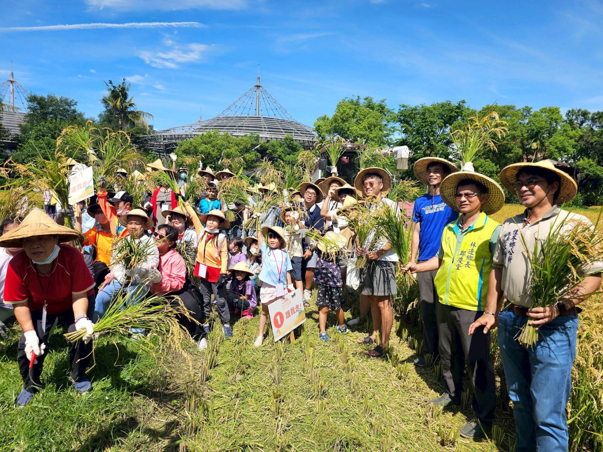 六堆黃金稻穗　糯米大豐收