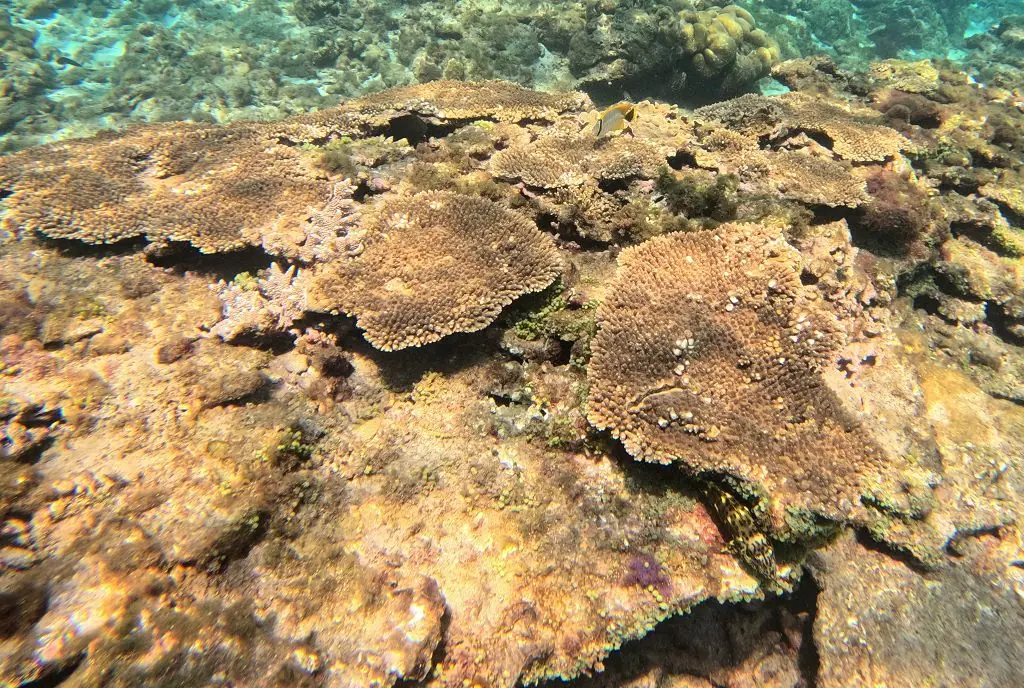 自然修復在地共守 海管處致力保種及復育珊瑚礁生態 自然修復在地共守 海管處致力保種及復育珊瑚礁生態