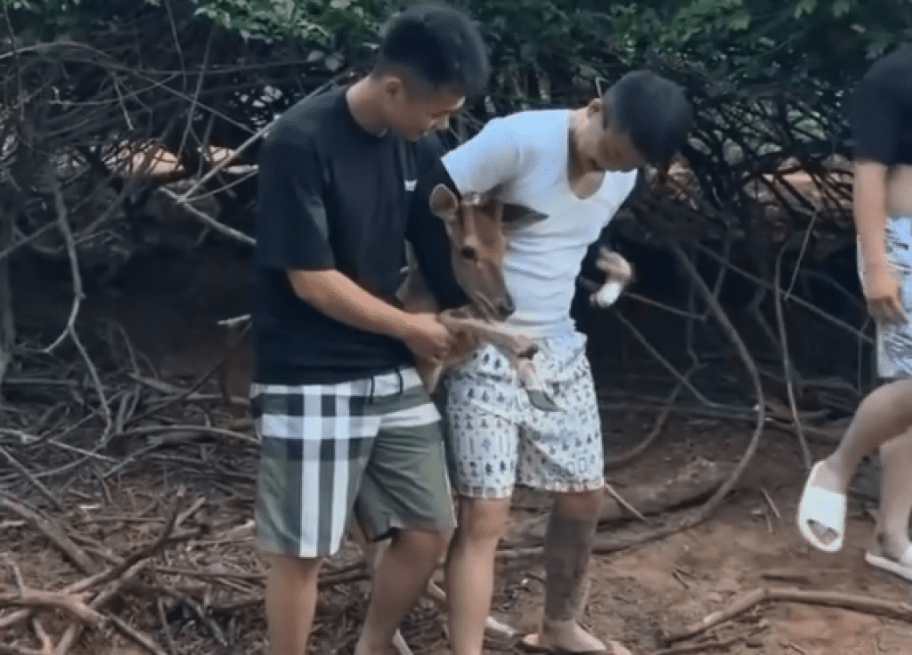 影/89猴強拉野生梅花鹿!硬拖出樹叢「勒脖架住拍合照」 網友怒:怎麼不抓台灣黑熊 影/89猴強拉野生梅花鹿!硬拖出樹叢「勒脖架住拍合照」 網友怒:怎麼不抓台灣黑熊