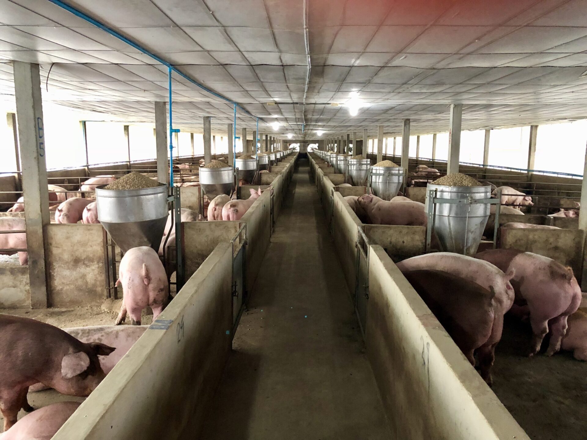 養豬場進駐新屋遭抗議 農業局:暫停施工爭取雙方溝通 養豬場進駐新屋遭抗議 農業局:暫停施工爭取雙方溝通