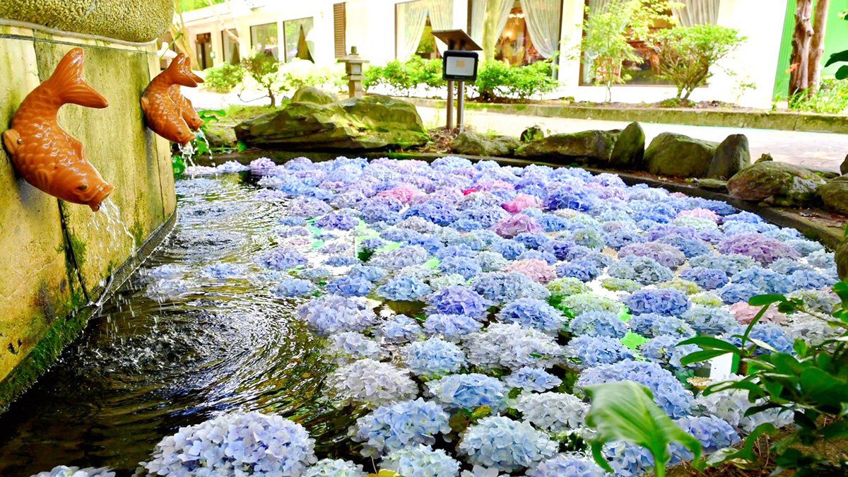 武陵農場繡球花季登場 花手水夢幻現身成今夏旅遊亮點 武陵農場繡球花季登場 花手水夢幻現身成今夏旅遊亮點