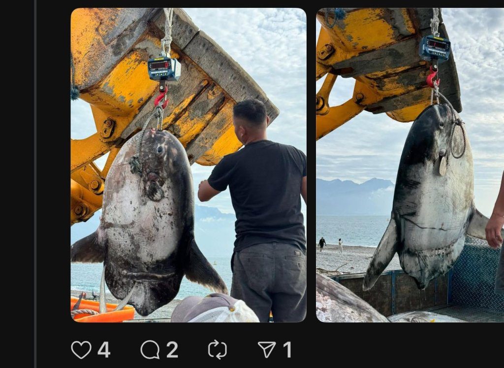 獨/IUCN列曼波魚「易危」物種 台灣仍合法捕撈、網友表示:市場很常見 獨/IUCN列曼波魚「易危」物種 台灣仍合法捕撈、網友表示:市場很常見