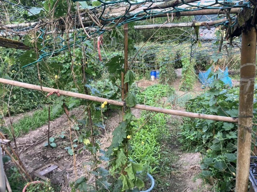 平溪老婦菜園遭蜂螫…心跳一度停止　醫打「強心針」搶命救回