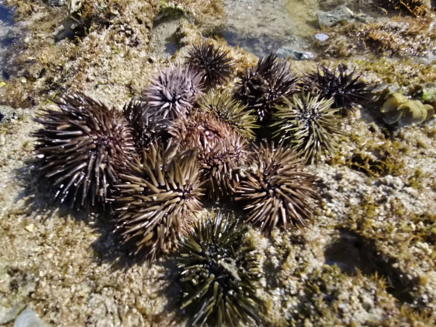 屏東縣政府啟動海膽移除行動 守護珊瑚礁! 屏東縣政府啟動海膽移除行動 守護珊瑚礁!