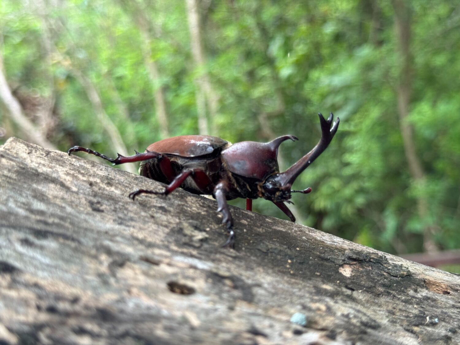 高雄泥火山區獨角仙盛夏派對 農業局:親子生態旅遊首選 高雄泥火山區獨角仙盛夏派對 農業局:親子生態旅遊首選