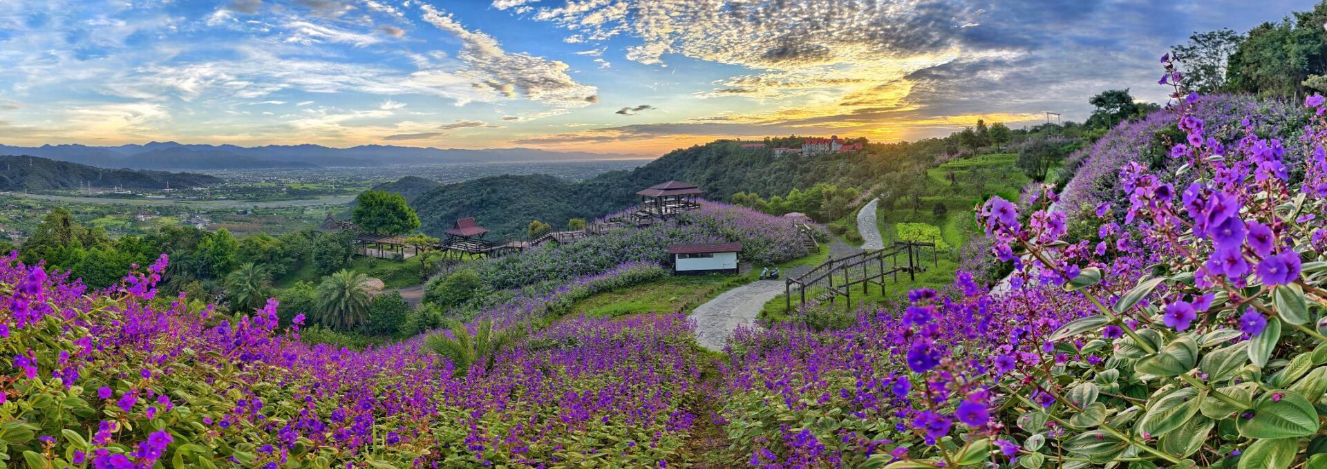 夏日銀絨牡丹季! 最浪漫的紫色花海 夏日銀絨牡丹季! 最浪漫的紫色花海