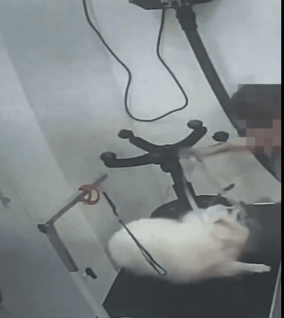 爆料/寵物美容坊爆虐狗 前員工澄清非「保護人被咬」而是「施暴」導致狗反咬 爆料/寵物美容坊爆虐狗 前員工澄清非「保護人被咬」而是「施暴」導致狗反咬