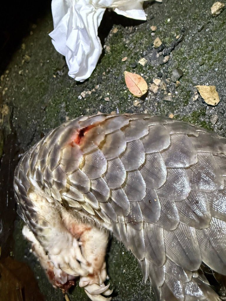 野生穿山甲遭「犬殺」慘死路邊 全身「椎狀穿刺傷」怵目驚心 野生穿山甲遭「犬殺」慘死路邊 全身「椎狀穿刺傷」怵目驚心