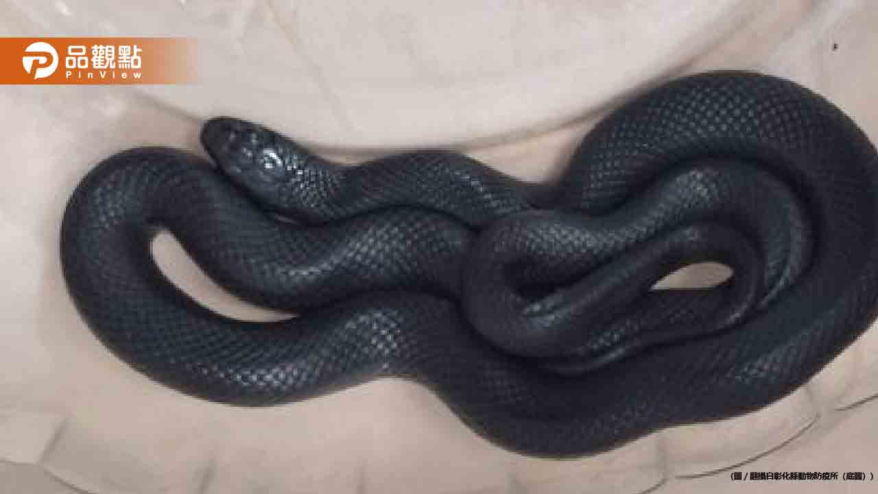 鹿港住戶驚見全身黑的蛇！竟是「黑王蛇」