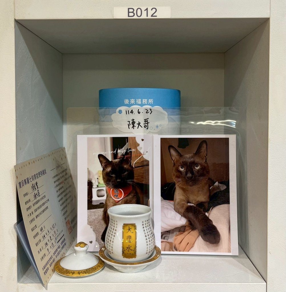 爆料/寵物美容變調!暹羅貓美容中癱軟死亡 飼主控店家延誤送醫、推卸責任 爆料/寵物美容變調!暹羅貓美容中癱軟死亡 飼主控店家延誤送醫、推卸責任