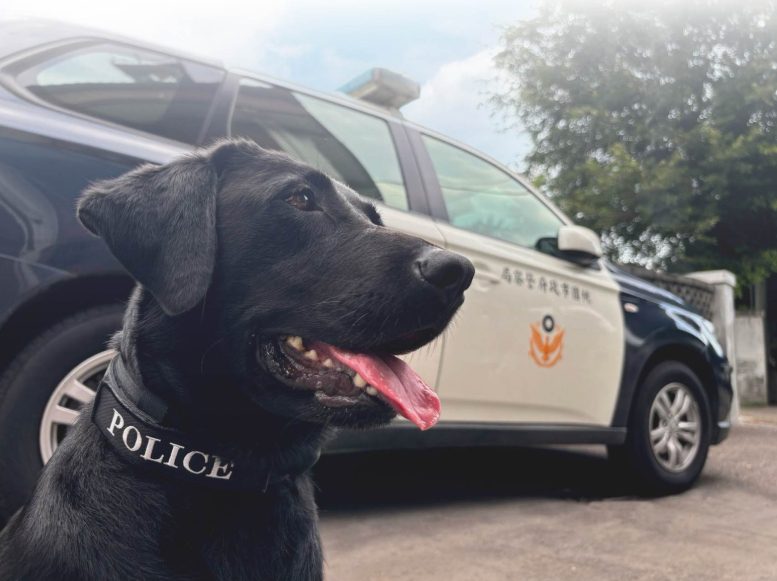 守護毛英雄健康出勤 桃園首推警消犬健康照護計畫 守護毛英雄健康出勤 桃園首推警消犬健康照護計畫