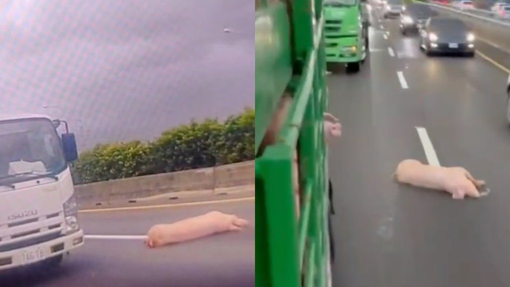 獨/國道上有豬!「豬看豬」趴地不動 橫跨內側2車道 獨/國道上有豬!「豬看豬」趴地不動 橫跨內側2車道