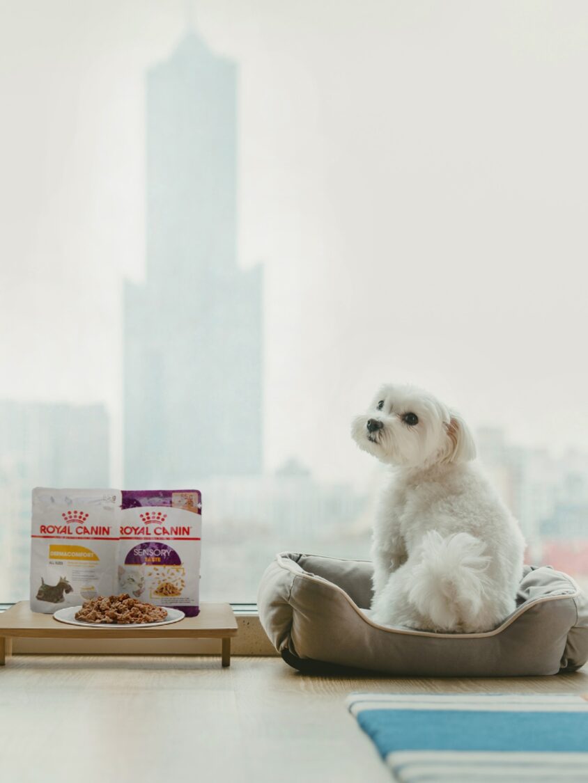 炎夏寵物補水首選法國皇家|主食濕糧提供營養與水分雙重保障 炎夏寵物補水首選法國皇家|主食濕糧提供營養與水分雙重保障