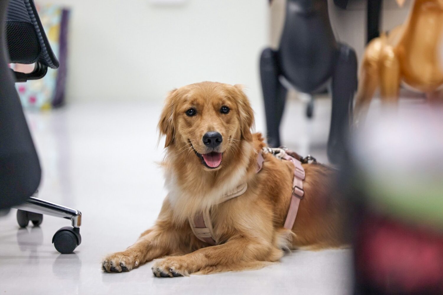 「國際帶狗上班日」!人寵暖心共學營,助您「加薪」7萬英鎊 「國際帶狗上班日」!人寵暖心共學營,助您「加薪」7萬英鎊