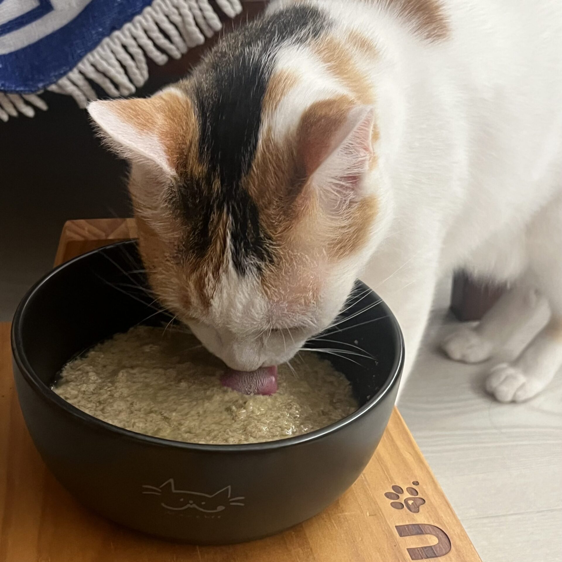 貓咪不愛喝水怎麼辦?網實測一招有效 她靠這「黑碗+主食罐」 貓咪不愛喝水怎麼辦?網實測一招有效 她靠這「黑碗+主食罐」