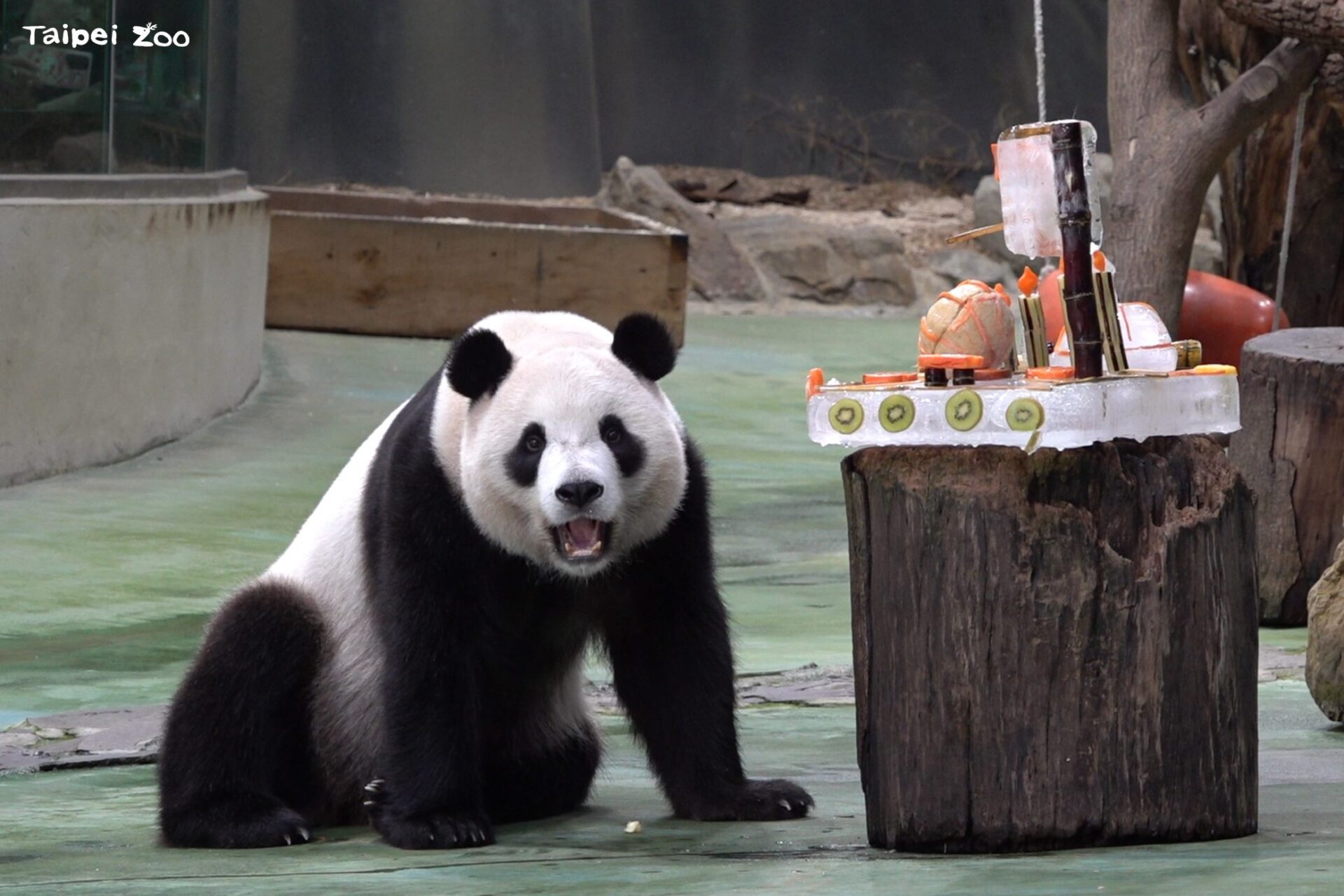 動物園重新開幕　喜迎大貓熊圓寶　慶祝5歲生日FUN暑假