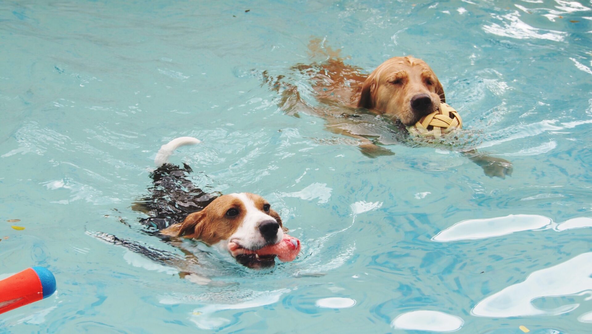 桃園毛孩復健泳池7月啟用 關懷高齡犬隻健康福祉再升級 桃園毛孩復健泳池7月啟用 關懷高齡犬隻健康福祉再升級