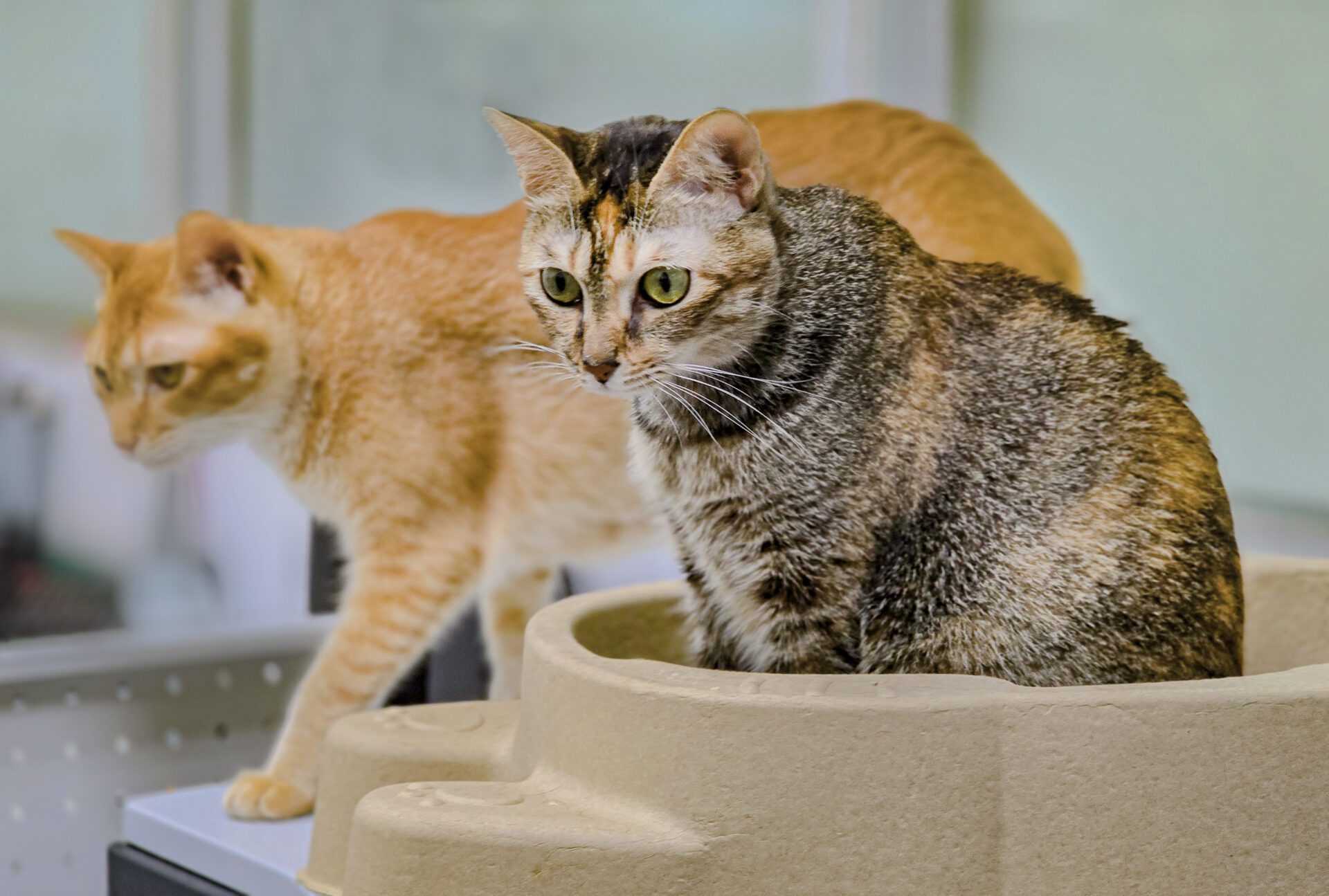 飼主注意了! 飼養貓隻未植晶片最高罰1萬5千元 飼主注意了! 飼養貓隻未植晶片最高罰1萬5千元