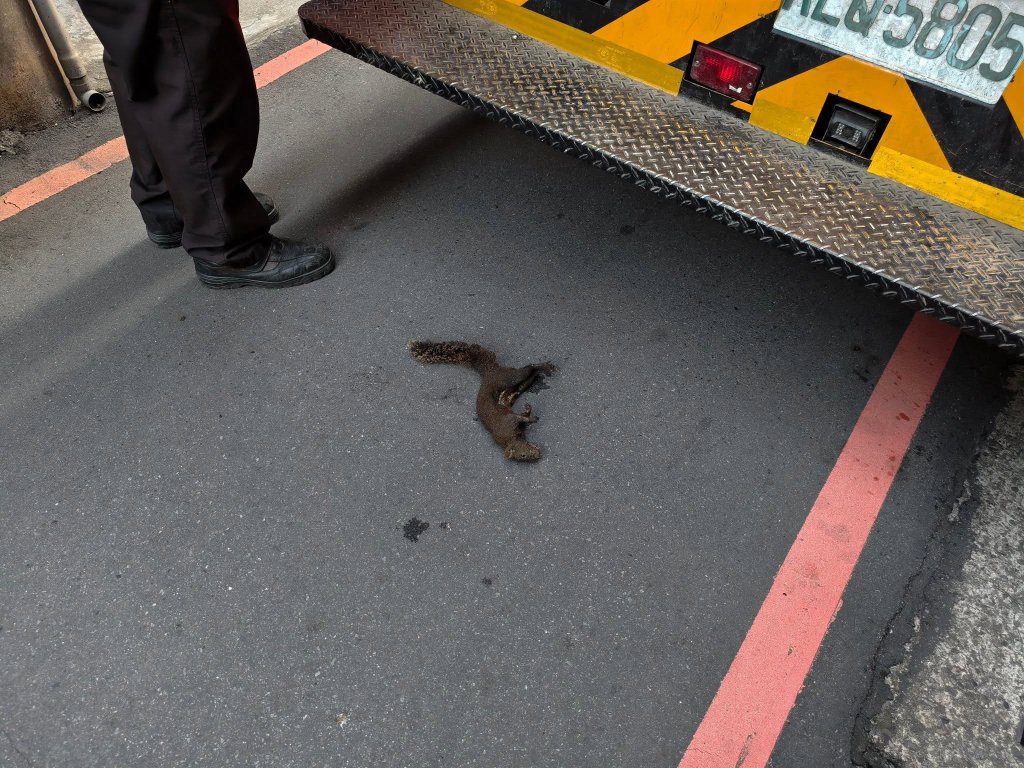 影／又是小動物惹禍！中壢80戶停電全因松鼠　觸電焦黑身亡卡電線