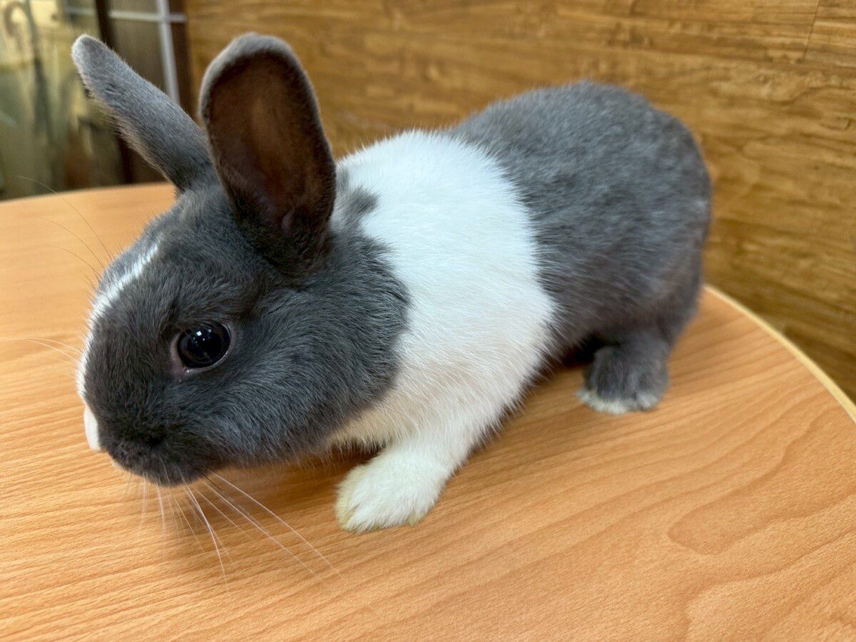 台北寵物用品展7/5登場 桃市動保處參展設認養專區 台北寵物用品展7/5登場 桃市動保處參展設認養專區