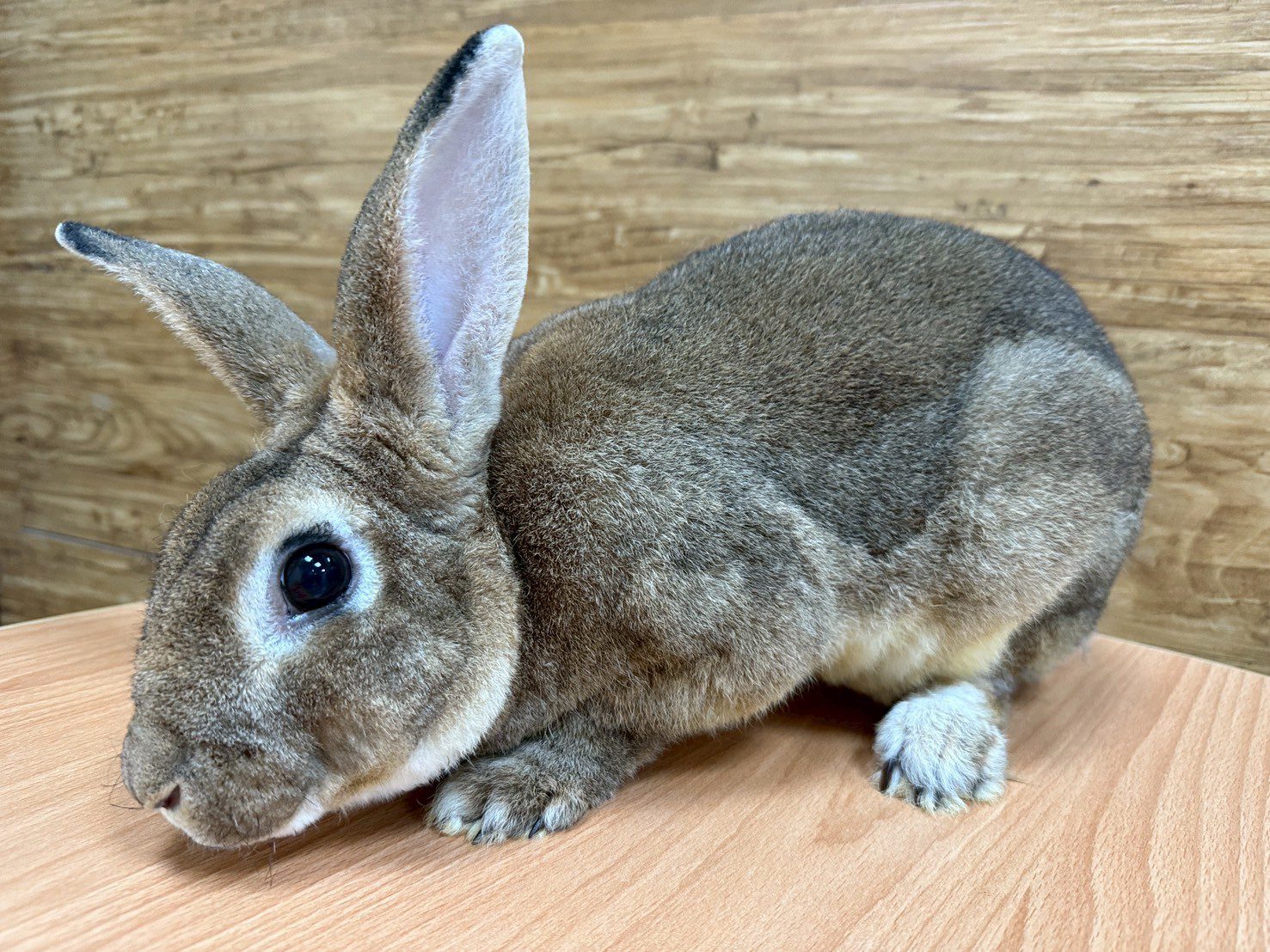 桃園動保處7/5前進寵物用品展 超萌犬貓、鳥類、兔子等你認養 桃園動保處7/5前進寵物用品展 超萌犬貓、鳥類、兔子等你認養